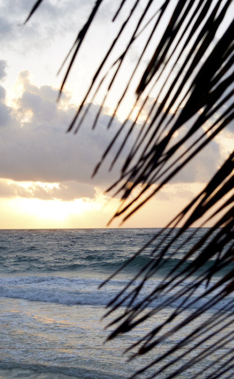 palm sunset.jpg
