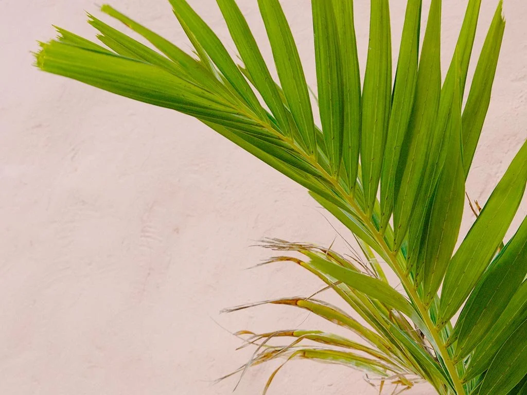 olas_tulum_blog-How_Achieved_Platinum_LEED_Certification