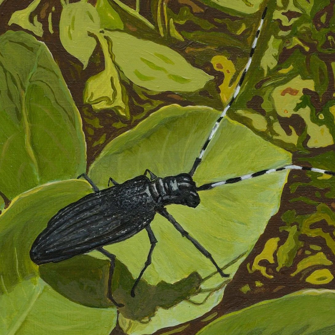 Long Horned Wood Boring Beetle by Roxanne Everett
