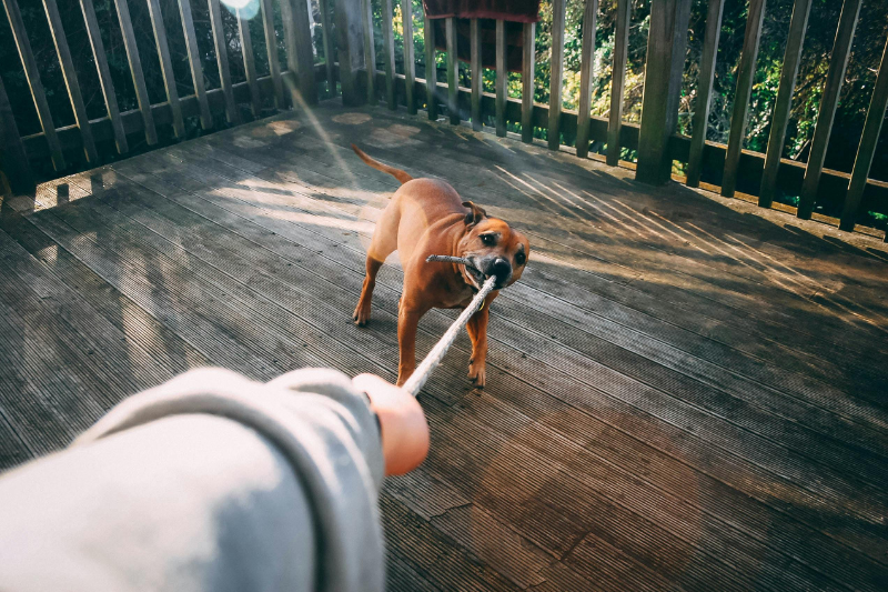 寵物安全與保險：從大型犬咬傷小型犬事件看飼主責任：牽繩、嘴套與第三者責任保障缺一不可