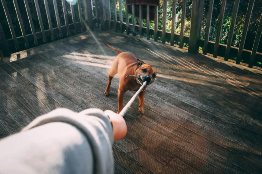寵物安全與保險：從大型犬咬傷小型犬事件看飼主責任：牽繩、嘴套與第三者責任保障缺一不可
