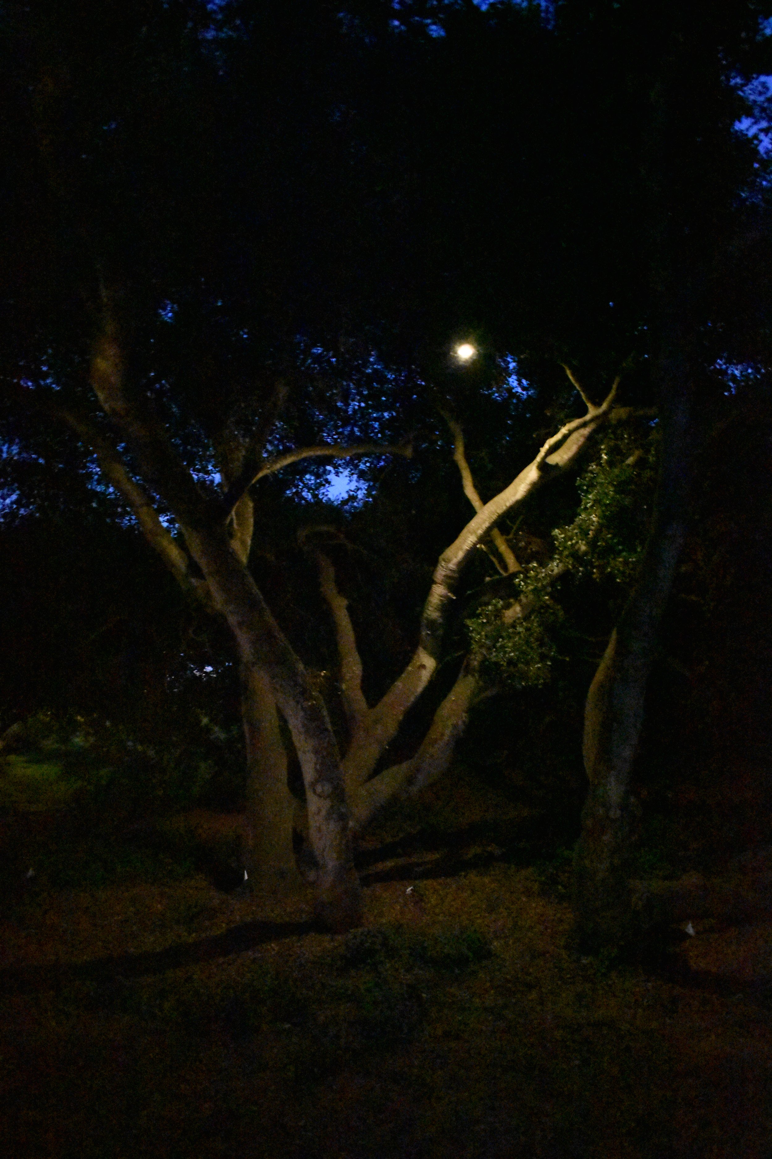 Lighting a tree with a single downlight