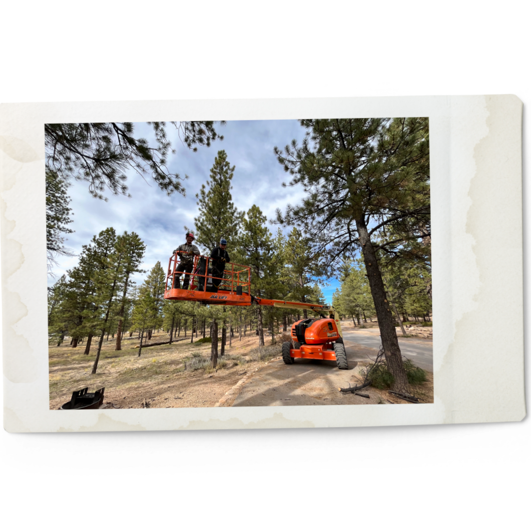 Two men arborists using aerial lift surrounded by trees