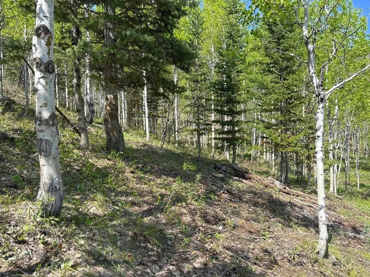 land fuels mitigation with access fuels removed showing healthy spaced trees across landscape