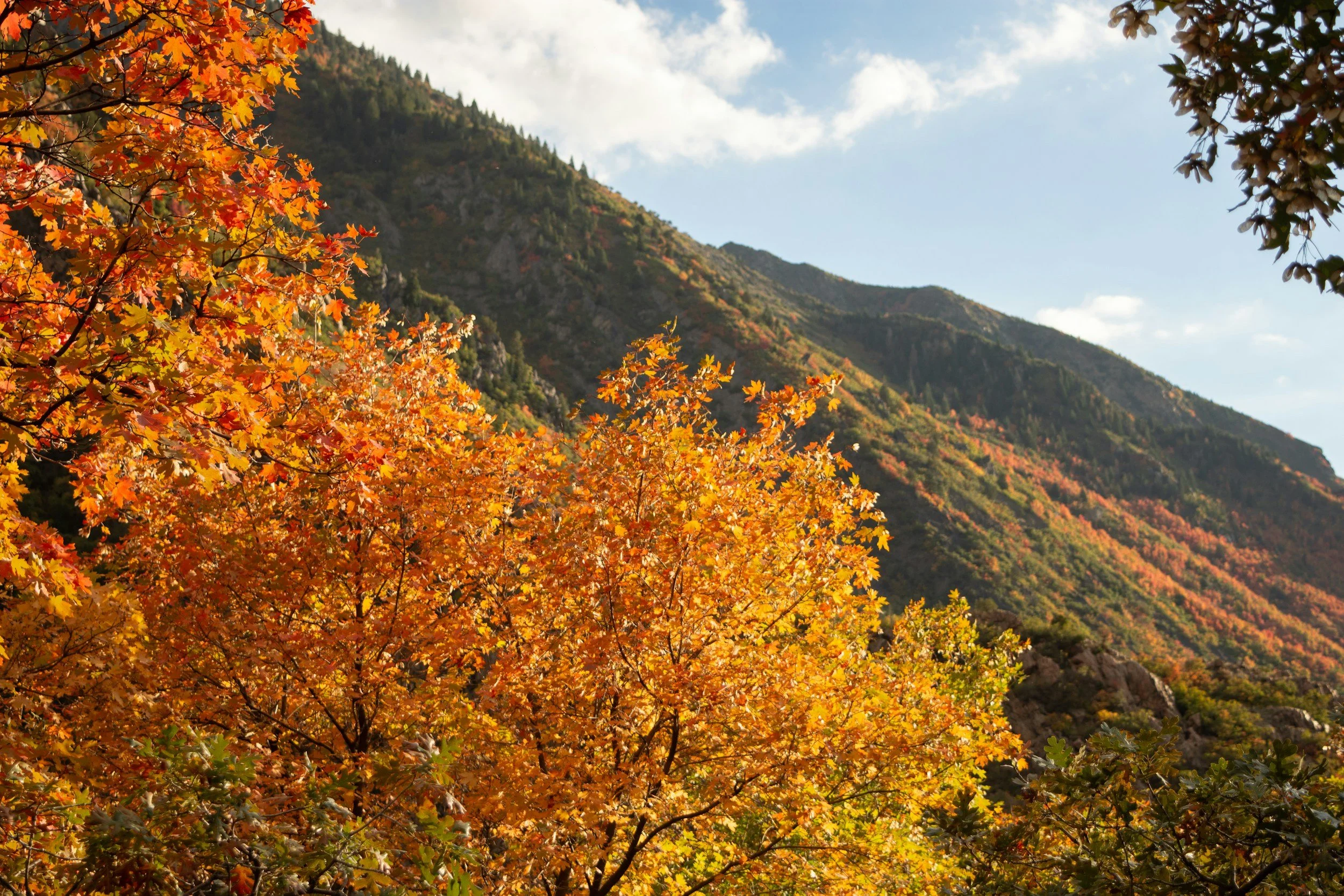 utah maple trees in front of mountain front
