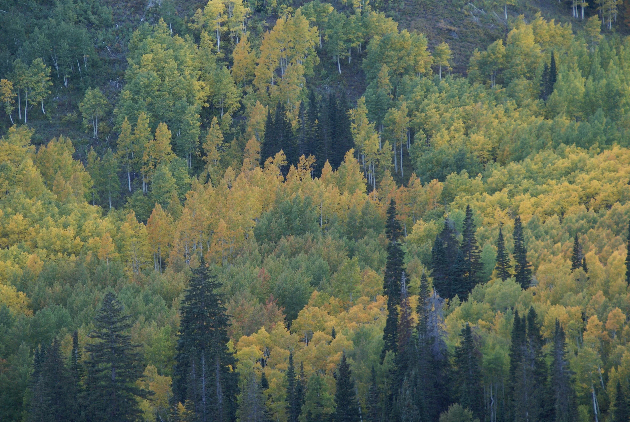What’s Killing Trees Around Park City?