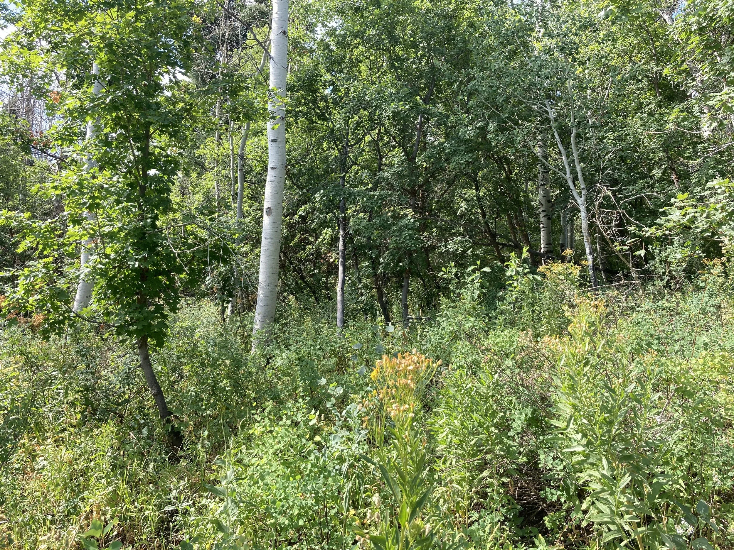 Photo Aug 03, 10 41 05 AM.jpg