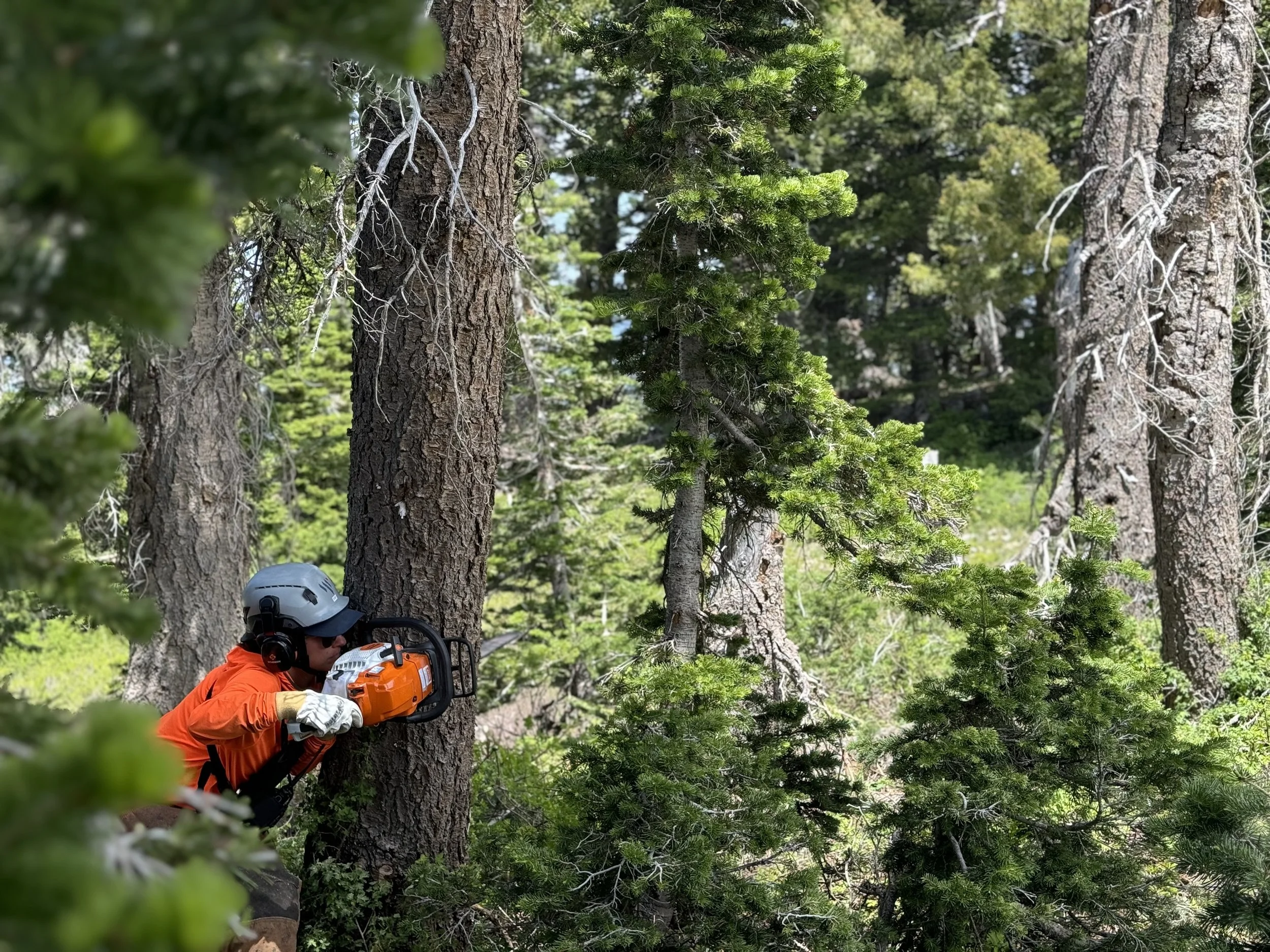 man in orange work shirt sizing up tree as he makes his face cut wearing PPE
