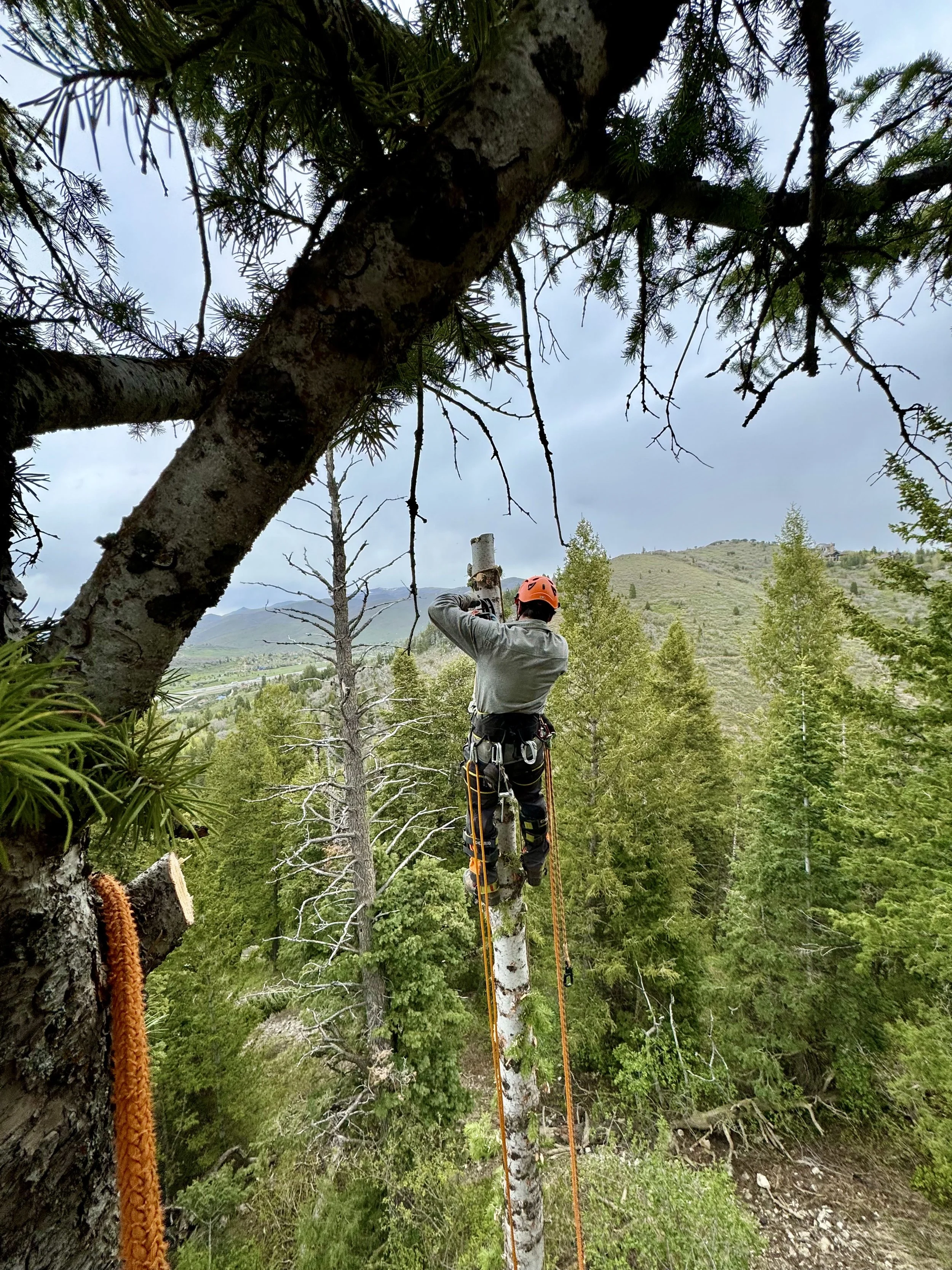 Man shown in tree tops tied in with arborist gear as he cuts off piece by piece from the top