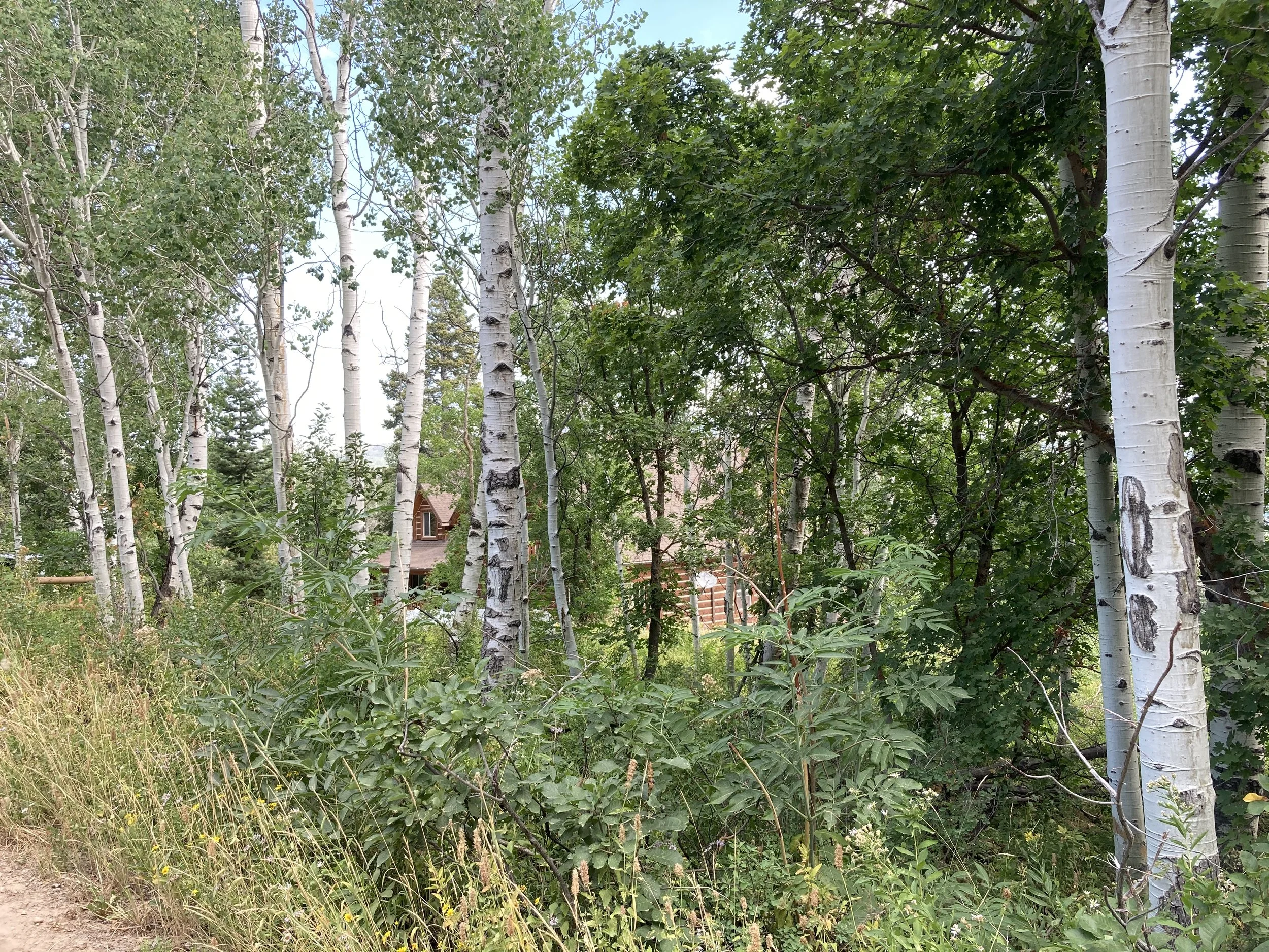 Photo Aug 03, 10 51 53 AM.jpg