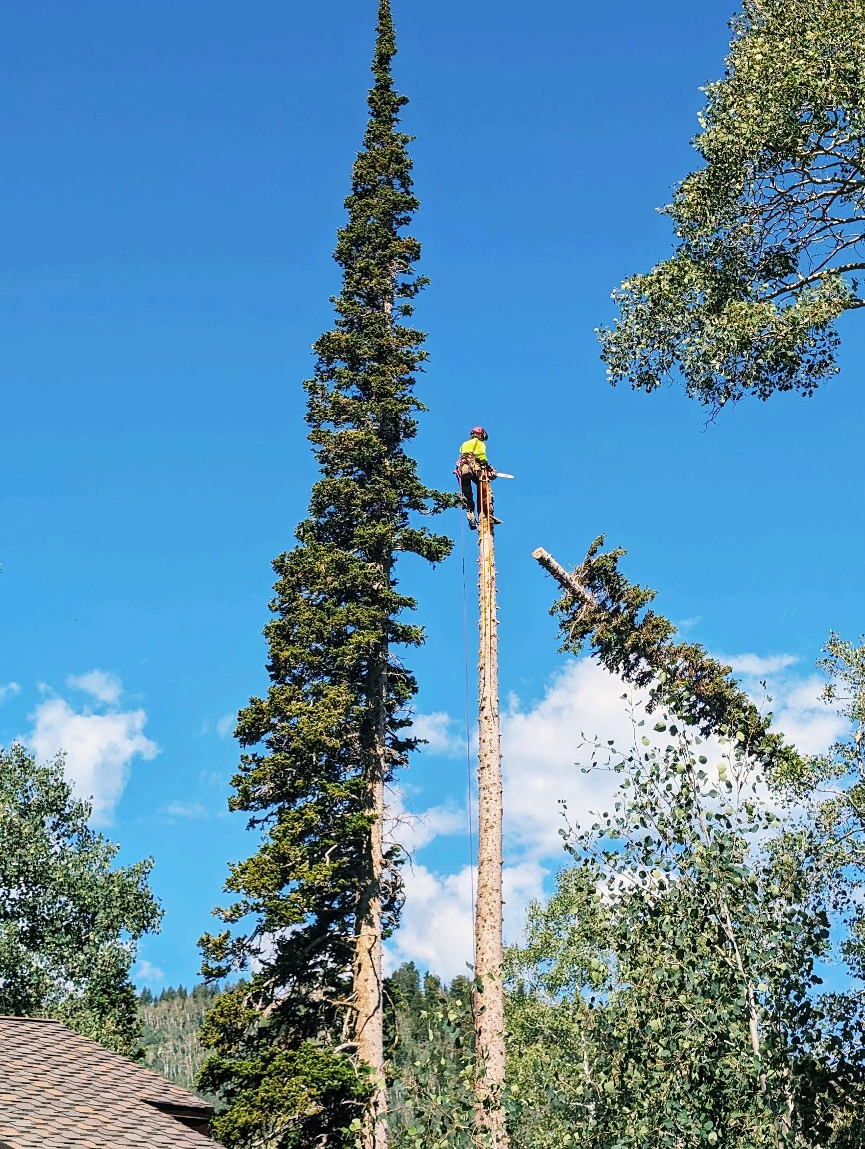 arborist man climbing tree with top falling to ground forestry