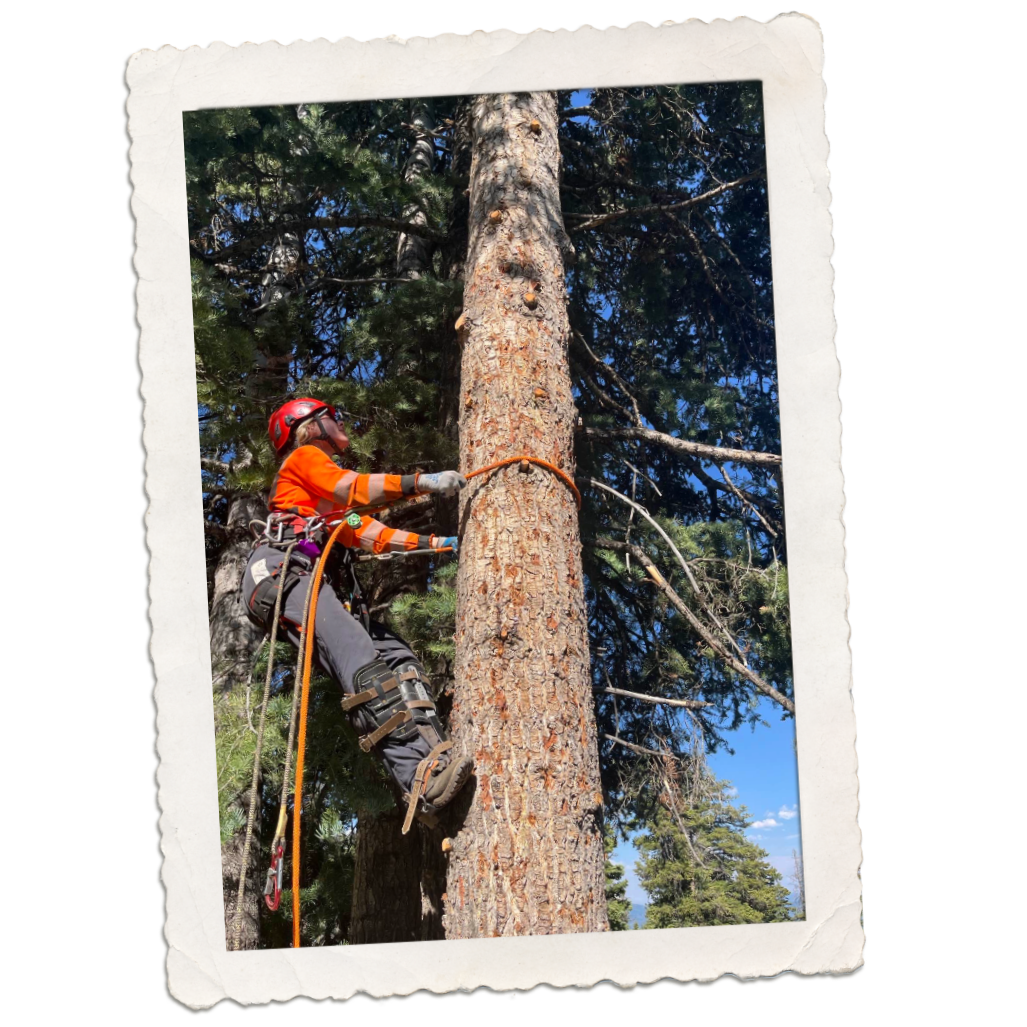 person in pine tree wearing climbing gear as they ascend