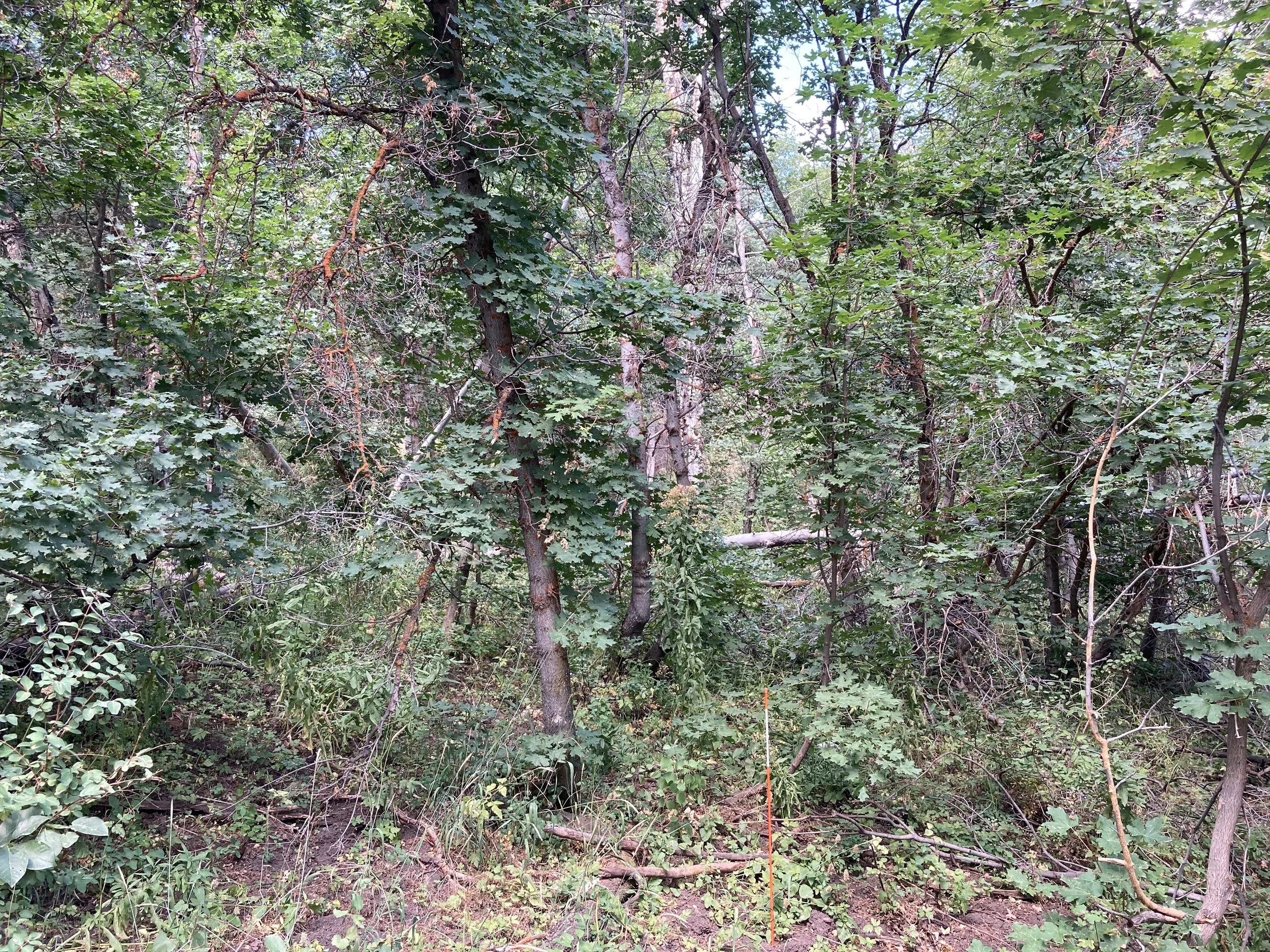 Photo Aug 03, 10 48 36 AM.jpg