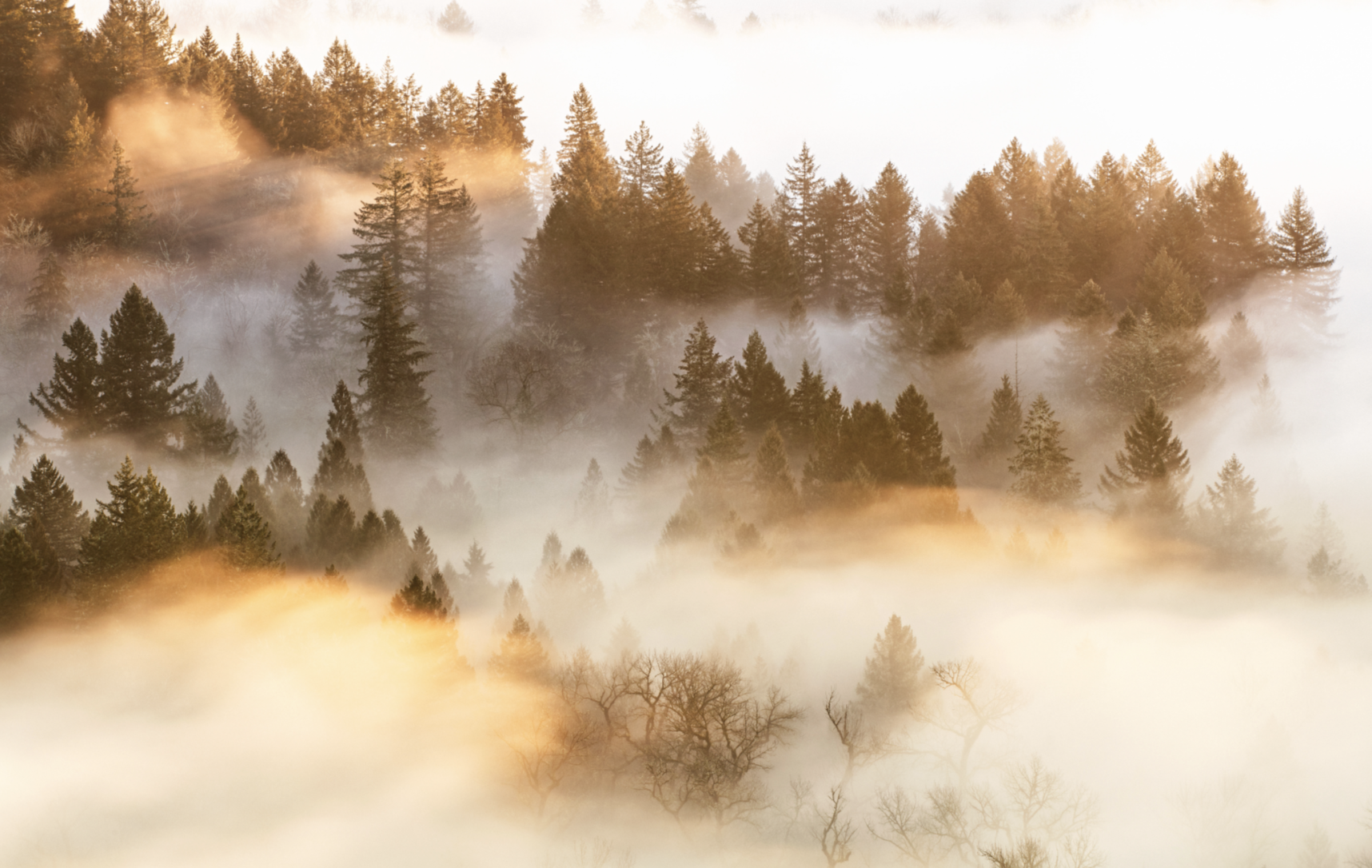 Foggy forest landscape with evergreen trees and sunlight