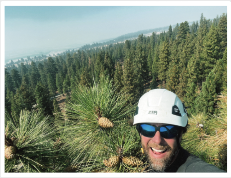 pinecone harvest man arborist climbing tree Oregon high up selfie