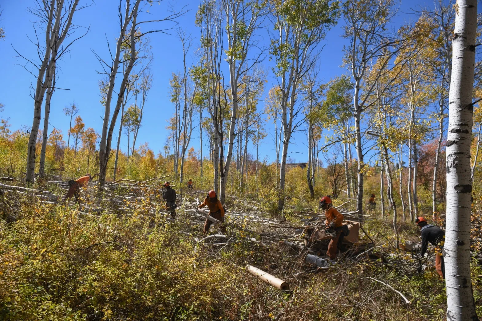alpine forestry mitigation work people cutting slash crews at work