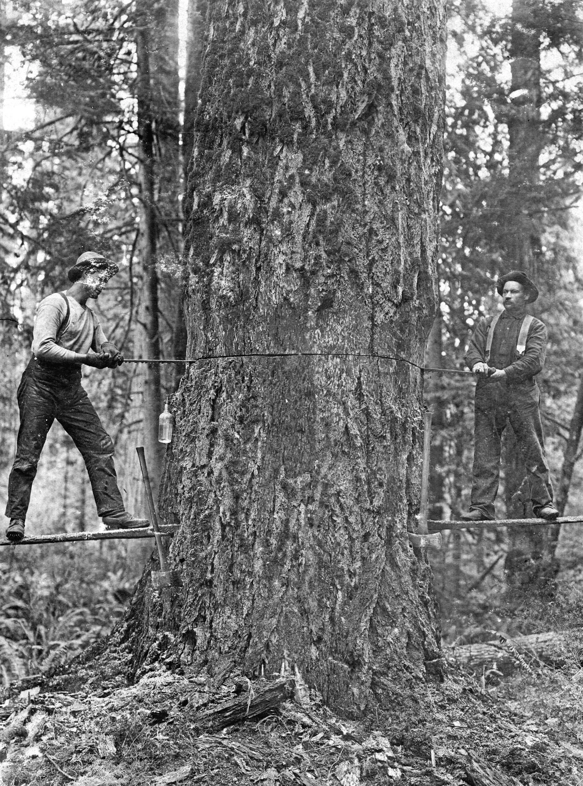 vintage two loggers cutting a tree cross cut