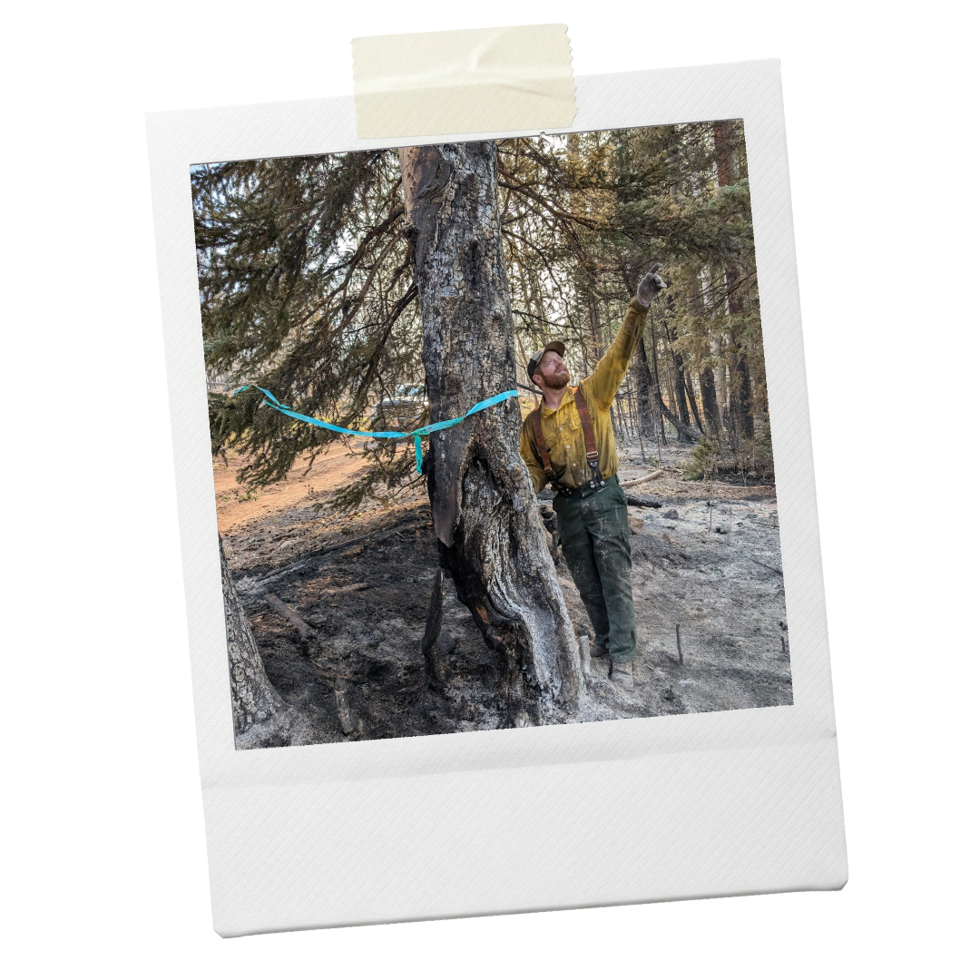 Man scouting trees and felling