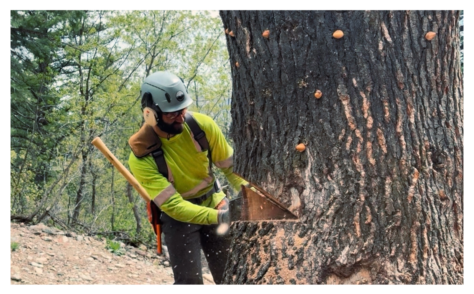 Man in a florescent yellow work shirt and suspenders holding an axe cutting down a large dead tree with a chainsaw