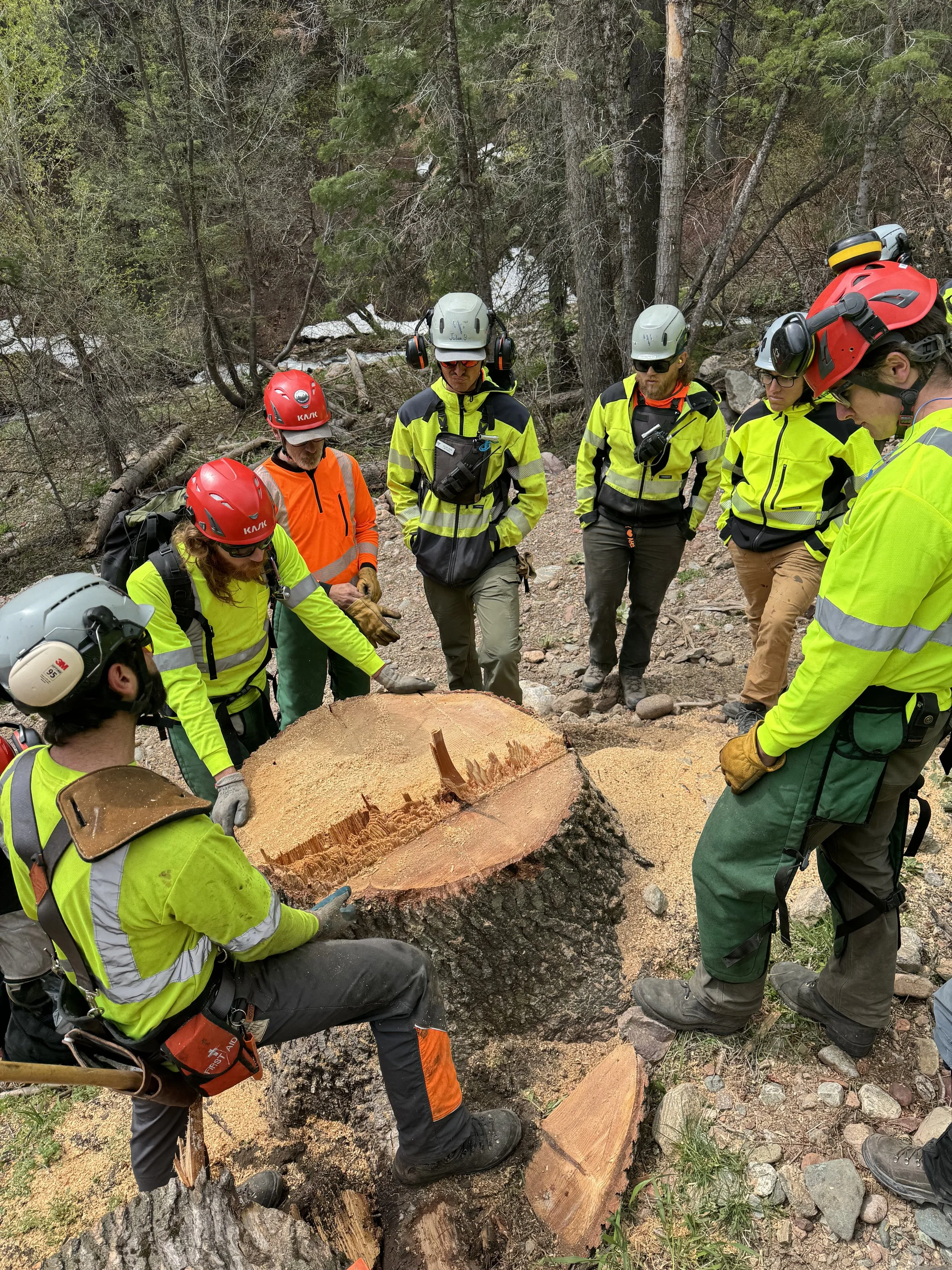 team analyzing tree stump alpine forestry tree felling training