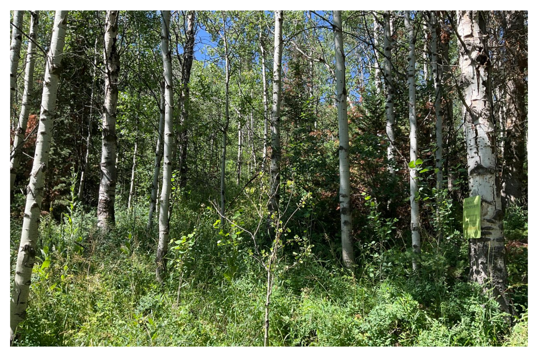 Before treatment image showing a dense land with underbrush and trees crowded