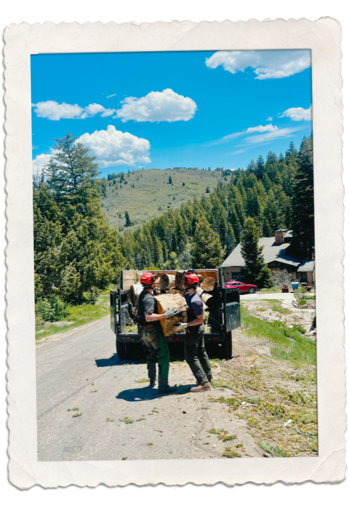 two men are loading up the back of a truck with sections of tree trunk rounds, trees and mountains in background - park city utah