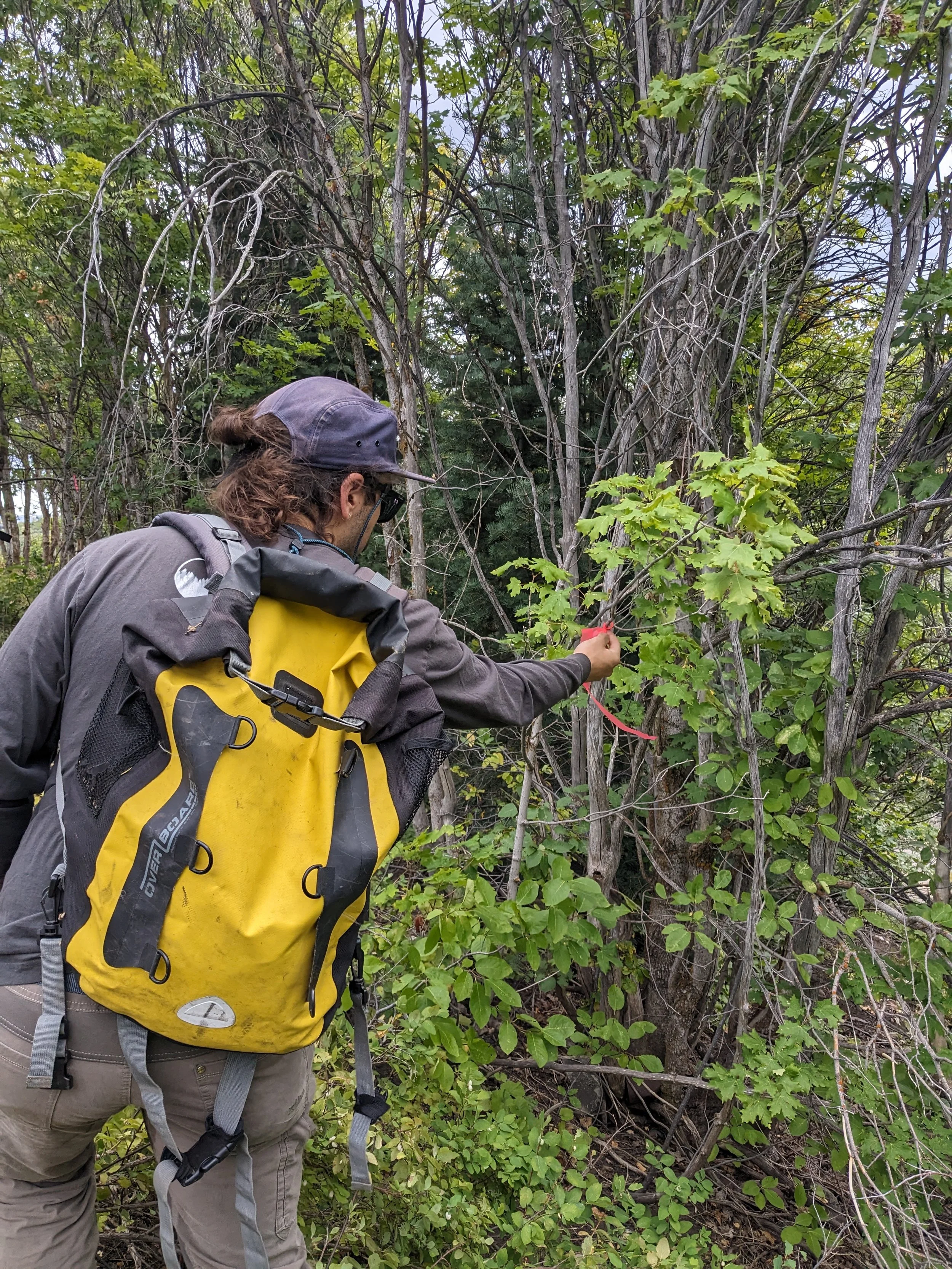 man flagging trees at alpine forestry to guide what trees should be cut or not