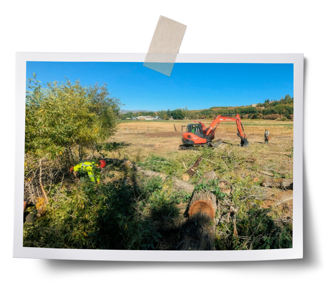 Workers clearing debris from a field with a small orange excavator and a chainsaw on a sunny day.