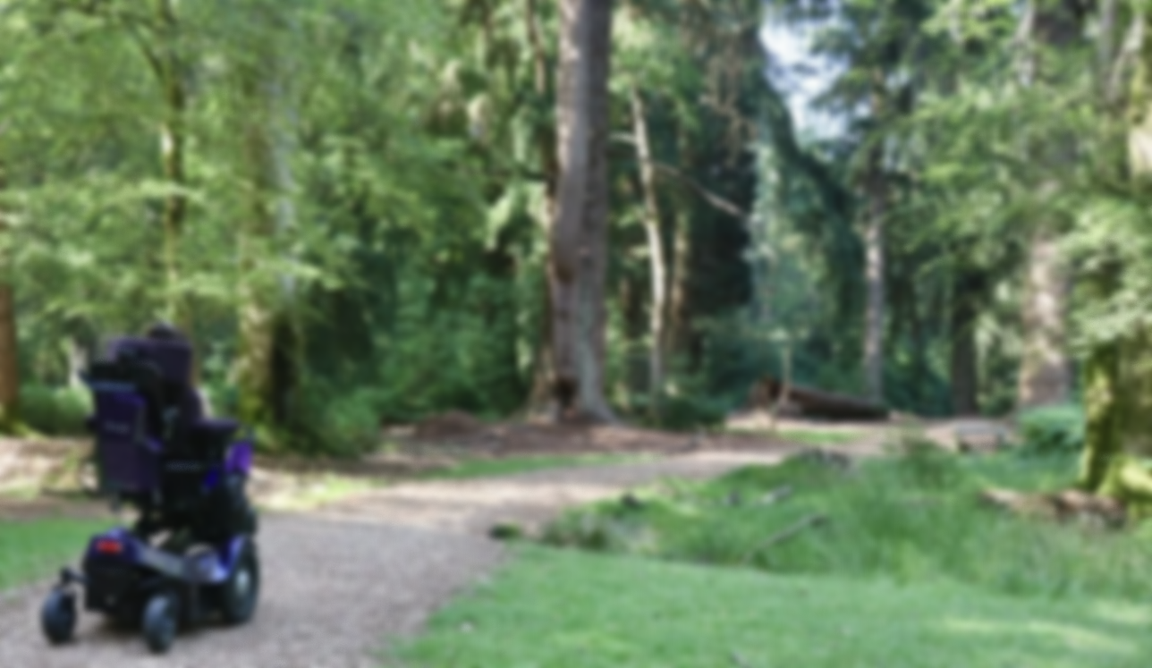 Top 3 wheelchair accessible walks in the New Forest
