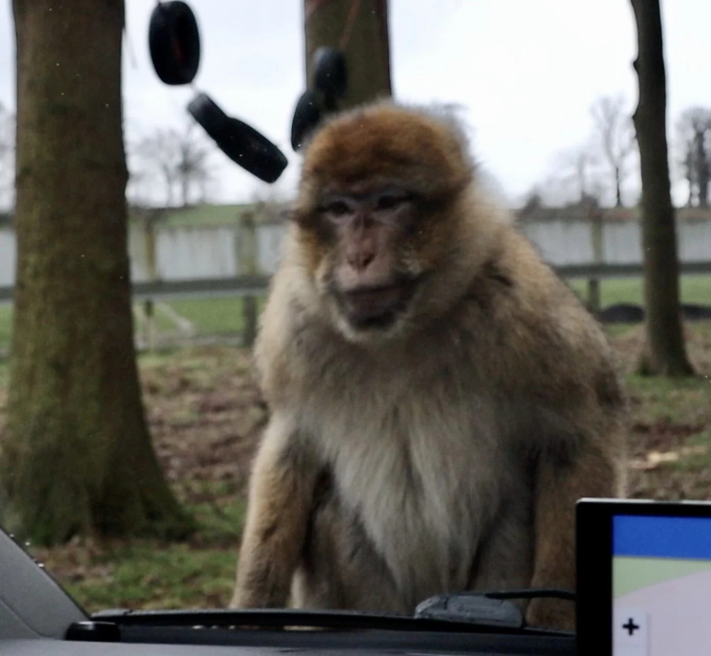 A Barbary macaque monkey looking through the windscreen of a vehicle at Woburn Safari Park