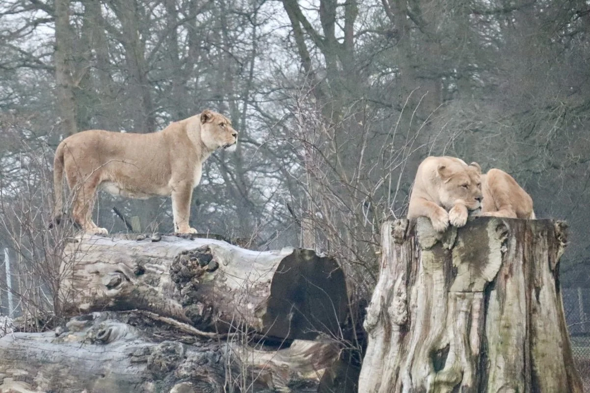 Lionesses at Woburn Safari Park