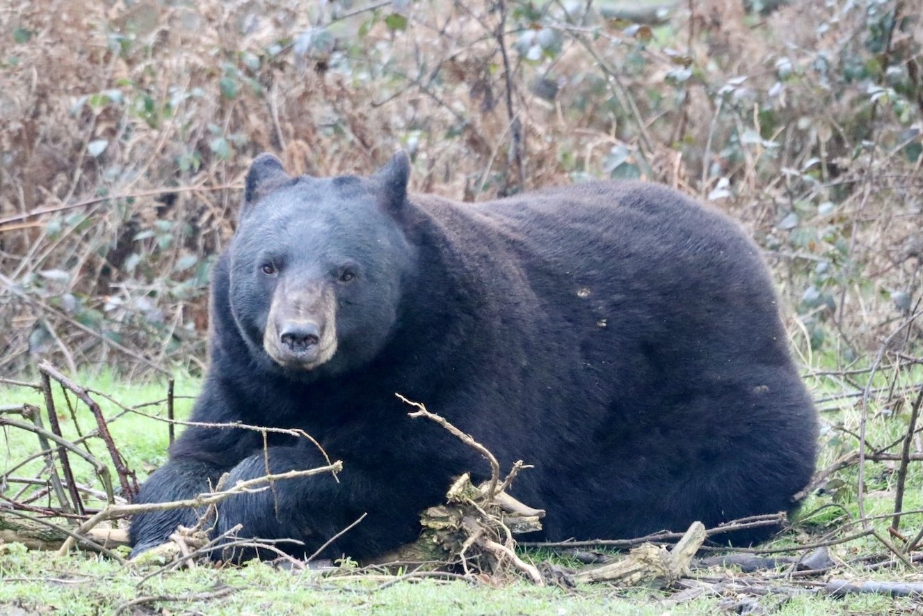 Black Bear at Woburn Safari Park