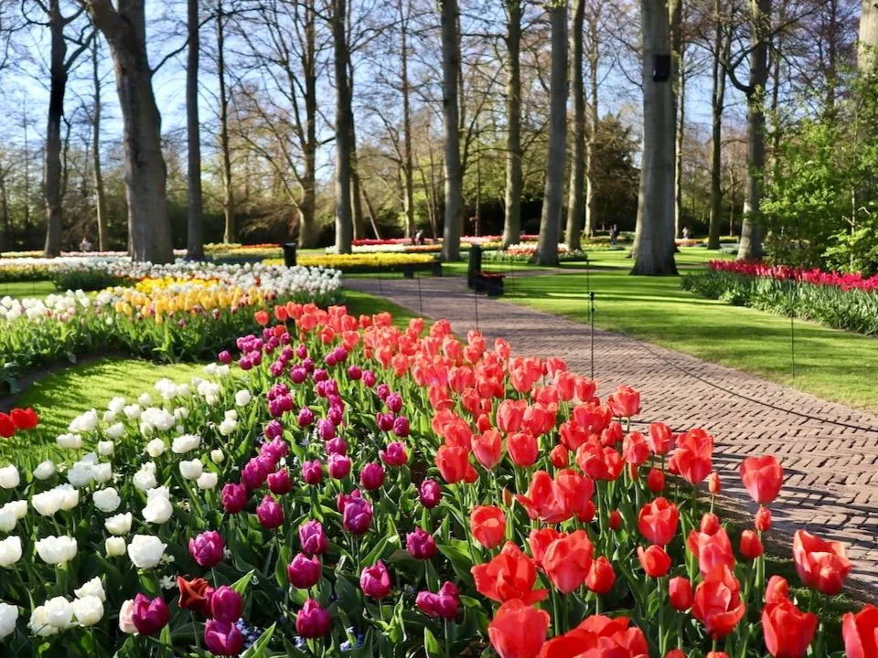  Keukenhof tulip gardens in the Netherlands  