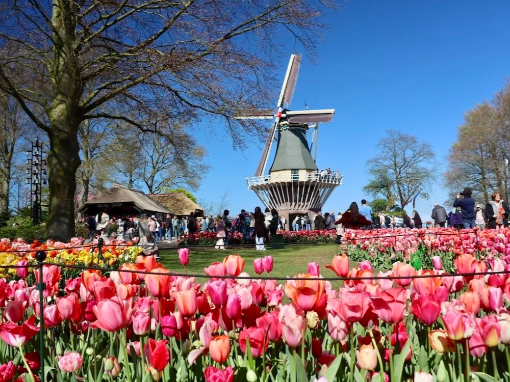  Windmill at Keukenhof gardens in the Netherlands  