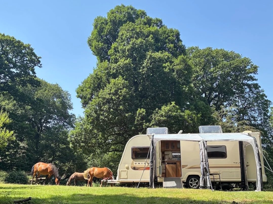  Ponies at Longbeech Camping New Forest Campsite, located in The New Forest  