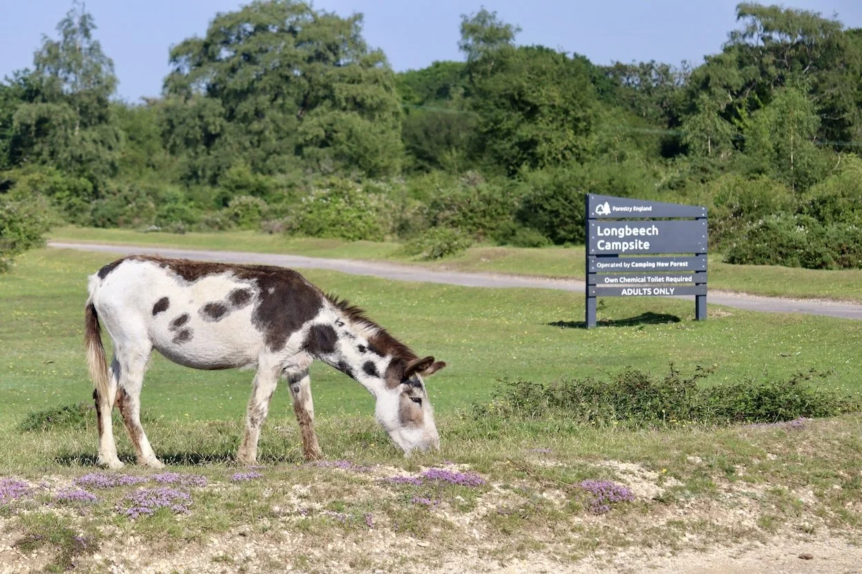  Donkey at entrance to Longbeech Camping New Forest Campsite, located in The New Forest  