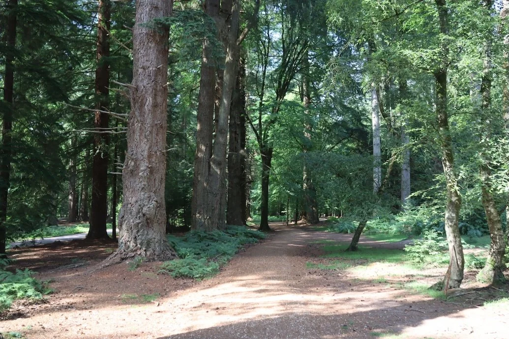  Tall Trees Trail wheelchair accessible walk in the New Forest 