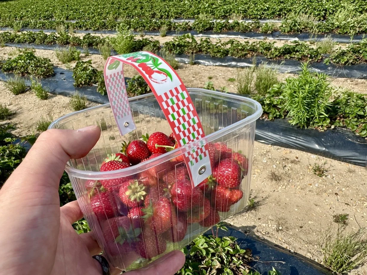  Strawberry picking at Dan Tanners Sopley Farm in the New Forest 