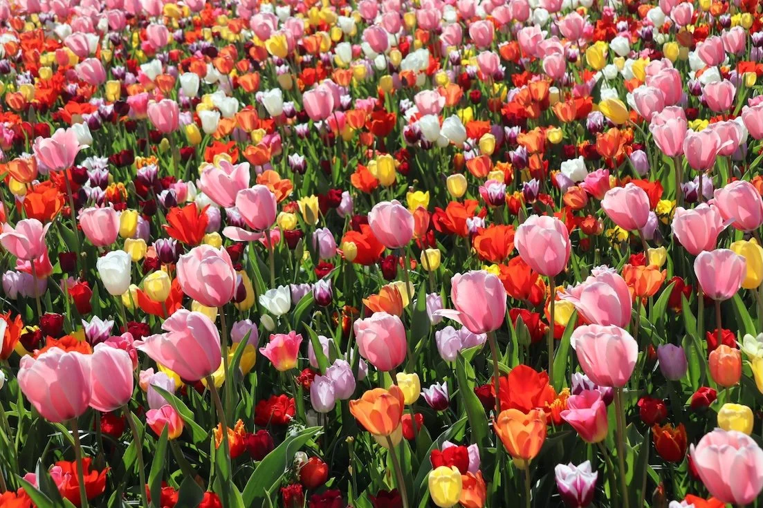Tulips in the Netherlands