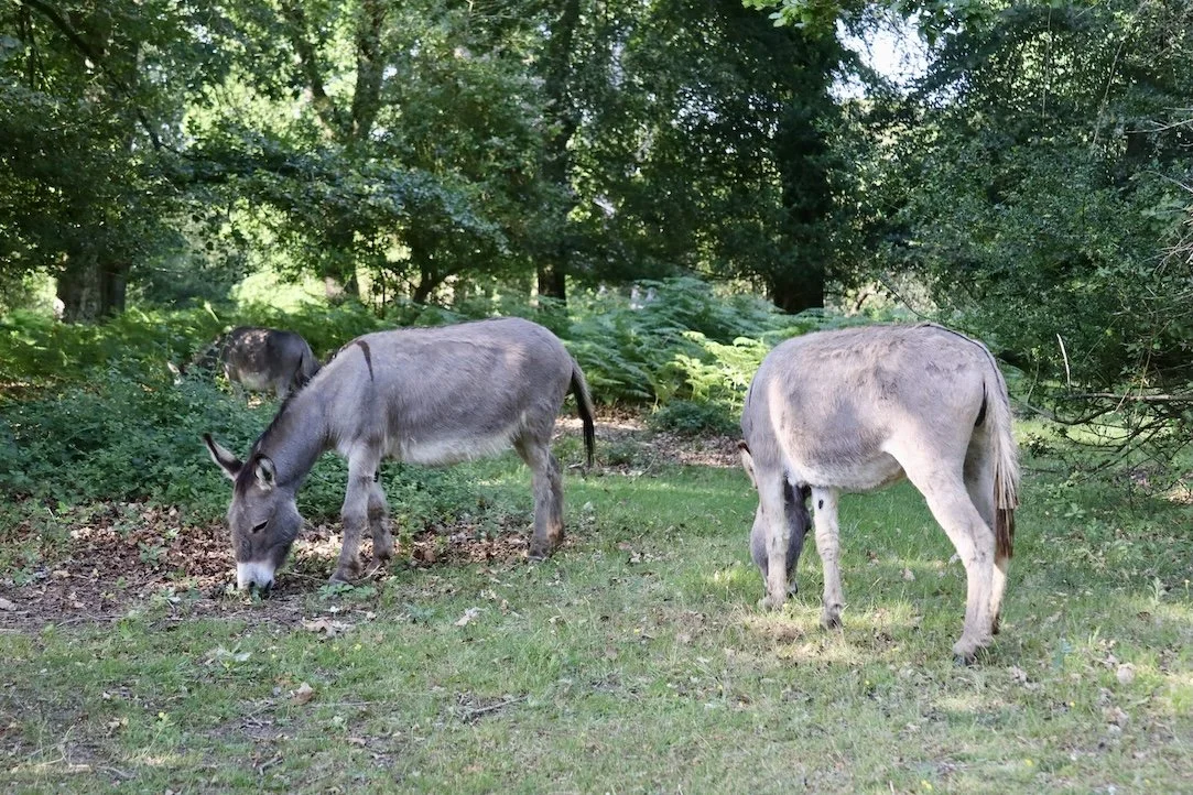 Donkeys at Longbeech Camping New Forest Campsite, located in The New Forest