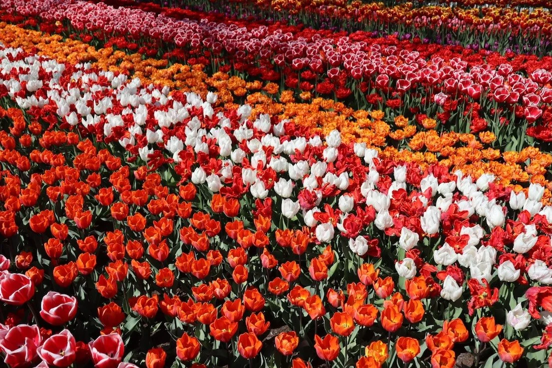 Tulips in the Netherlands