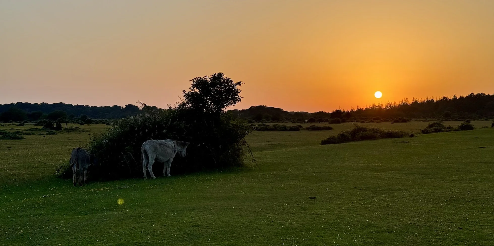 Donkeys at sunset in the New Forest