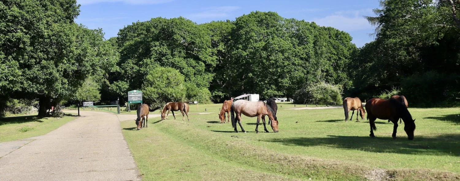 Ponies at Longbeech Camping New Forest Campsite, located in The New Forest