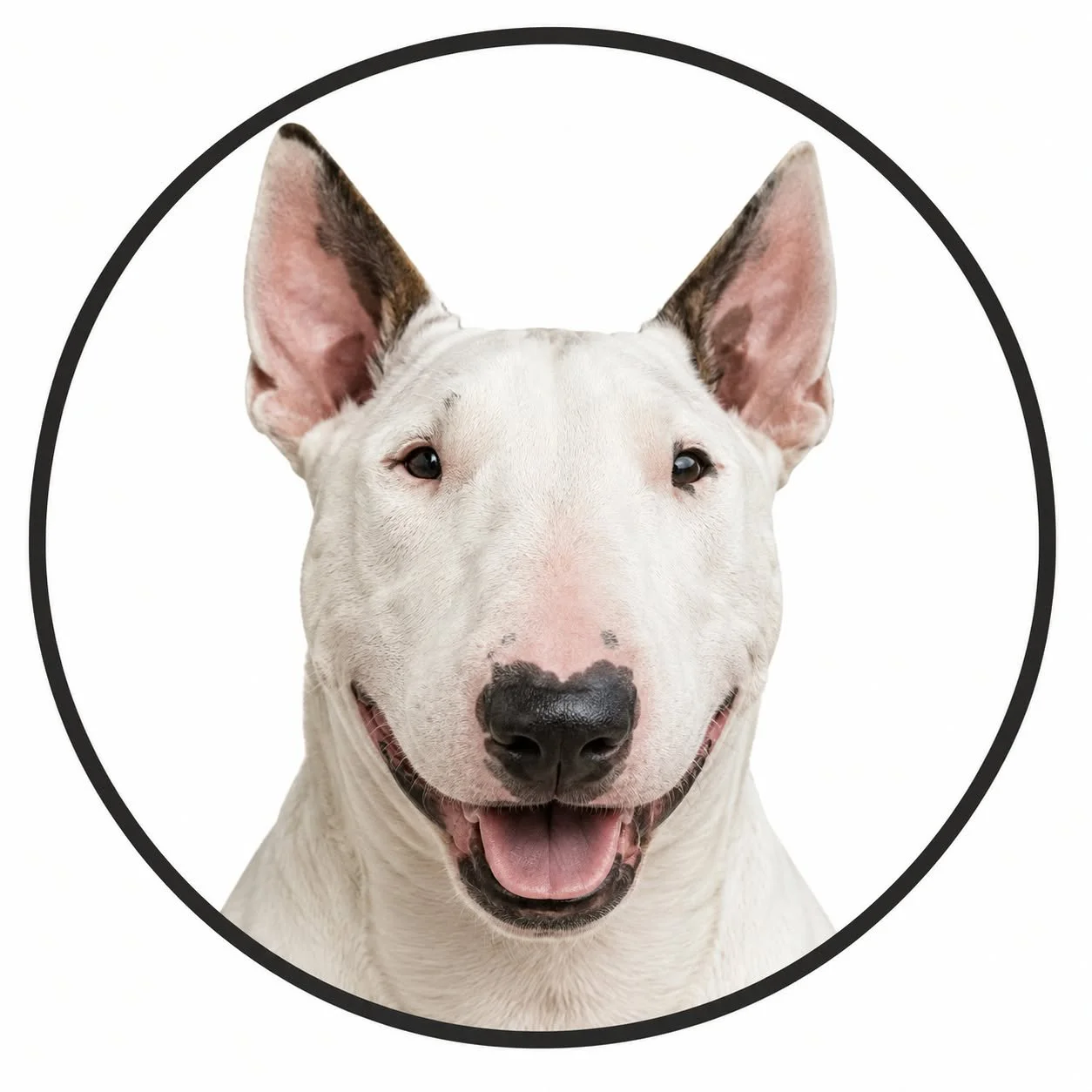 Adora-Bull