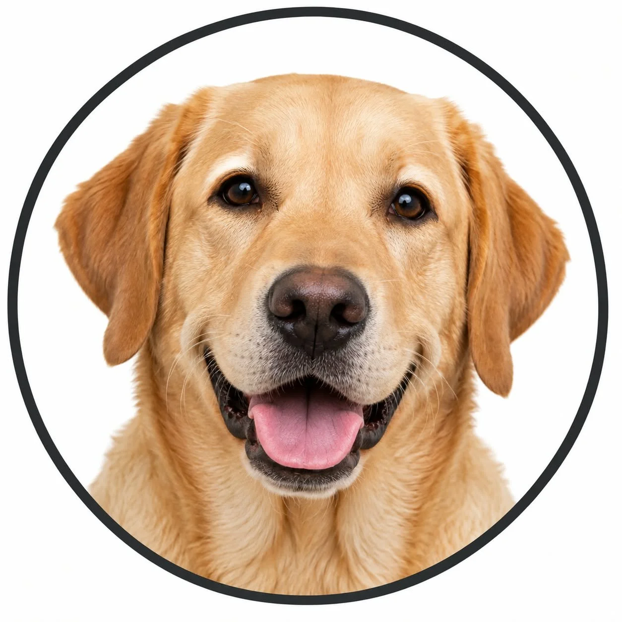 Labrador Rescue