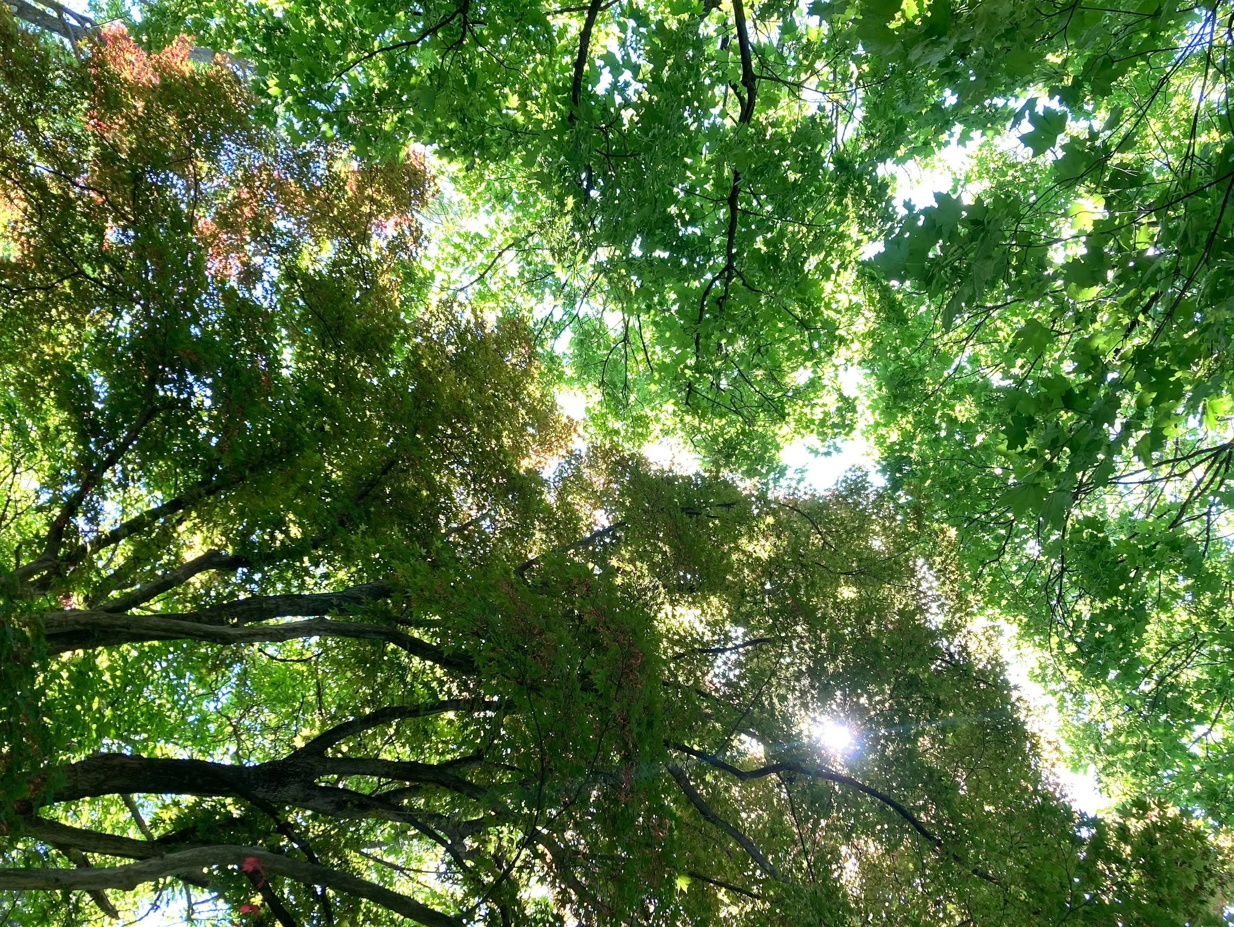 252. Adaptations - Brittany Collins