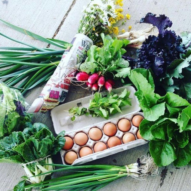 You may have seen this beautiful farm while driving up highway 6 but have you tasted their delicious vegetables ?! 

@hoppyfieldsfarm still have CSA shares available and you can easily pick them up while browsing through the Elora Farmers Market on S