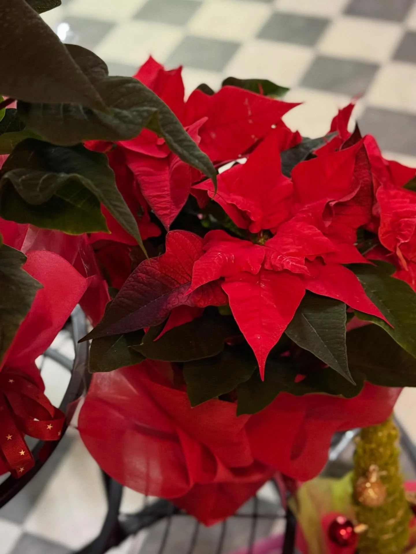We have 2 poinsettias available in-store 🫶 &pound;6 each gift wrapped &amp; ready to go 😘