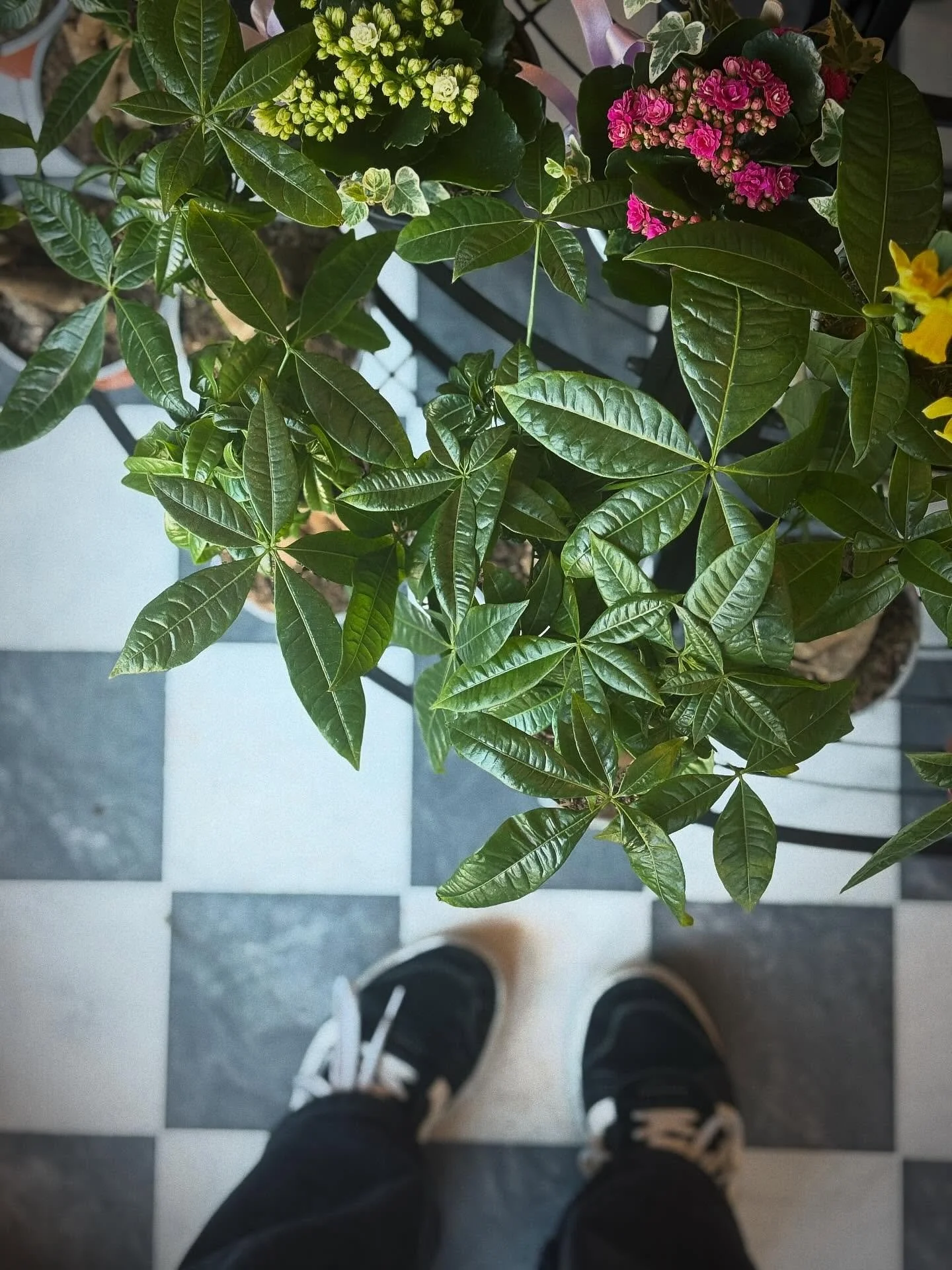 🌿✨ PLANTS ARE BACK! ✨🌿

With the warmer weather finally here, Floral Control by Jay is fully restocked with beautiful, fresh plants ready to brighten your space 🌸🪴

From statement greenery to low-maintenance favourites, there&rsquo;s something fo