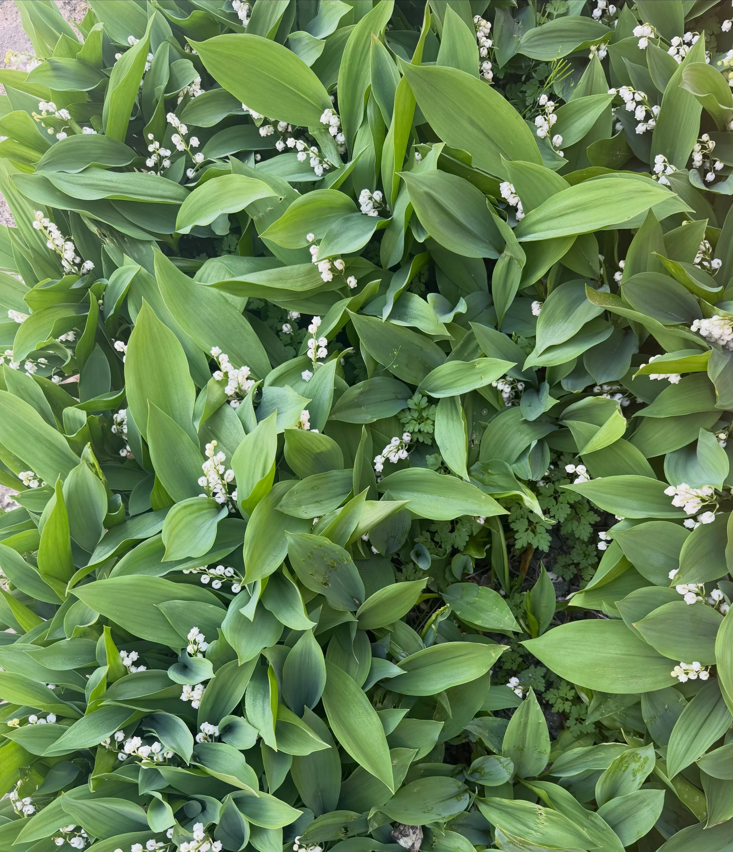 May Bank Holiday blooms 🤍🌿

There&rsquo;s nothing quite like the delicate beauty of Lily of the Valley to mark the arrival of May. Symbolising happiness, renewal, and the return of brighter days, these little bell-shaped blooms are one of our seaso